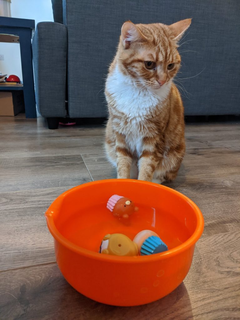 ginger kitten with a diy cat toy bowl with water