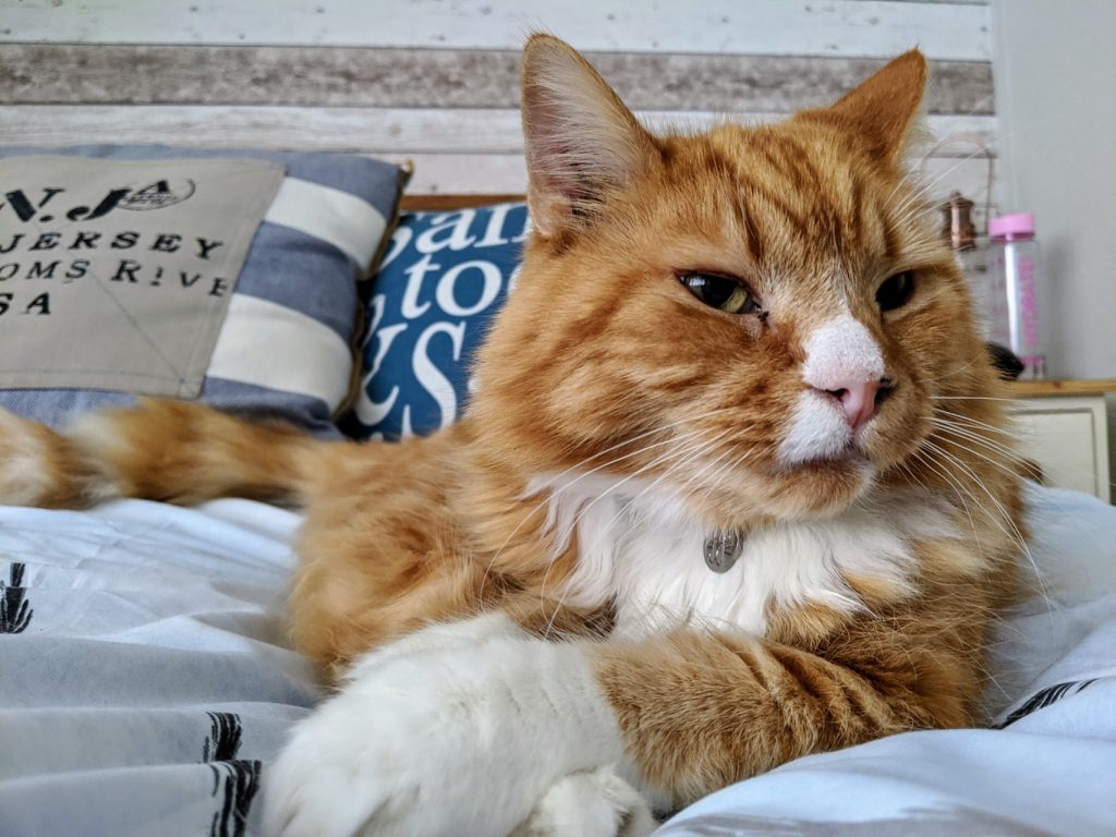 male ginger cat with the name bailey
