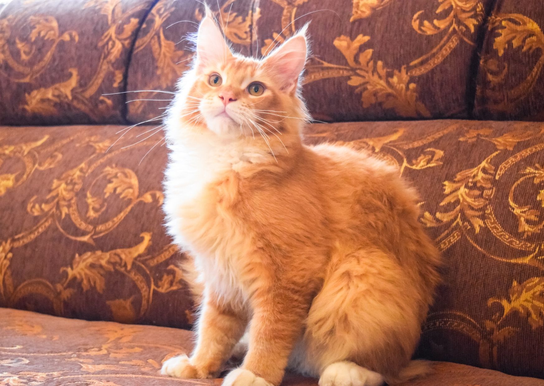About the Orange Maine Coon cat You may be suprised!