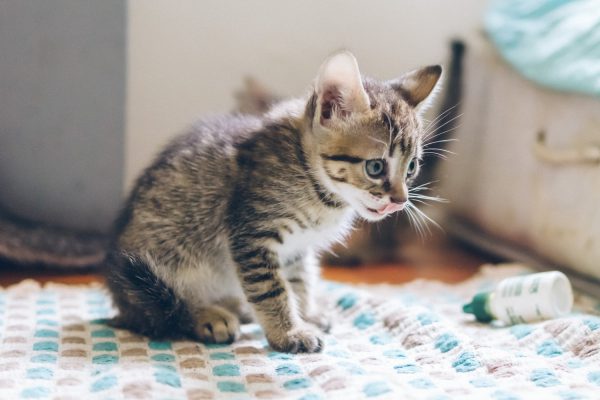 tabby kitten - accidentally put dog flea medicine on cat