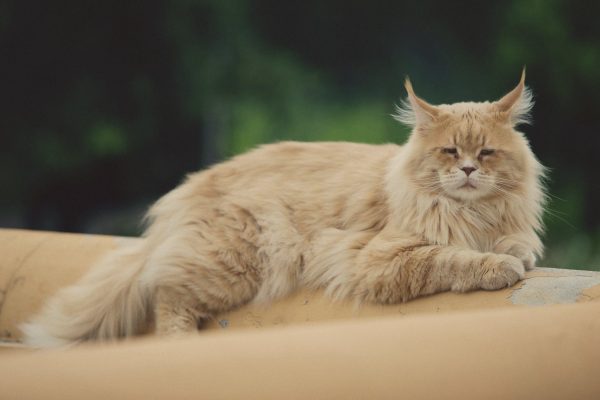 shallow focus photography of cat