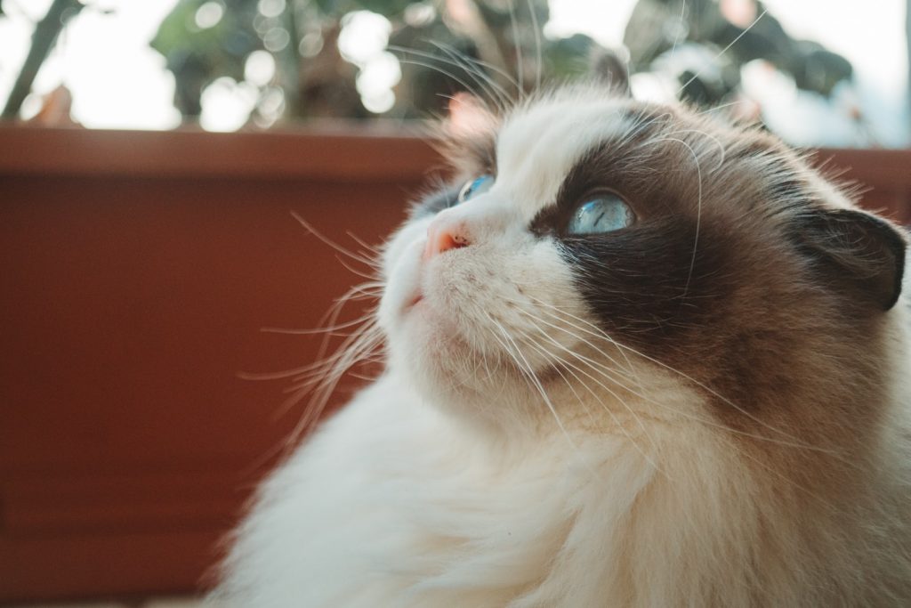 a ragdoll, one of the largest cat breeds 