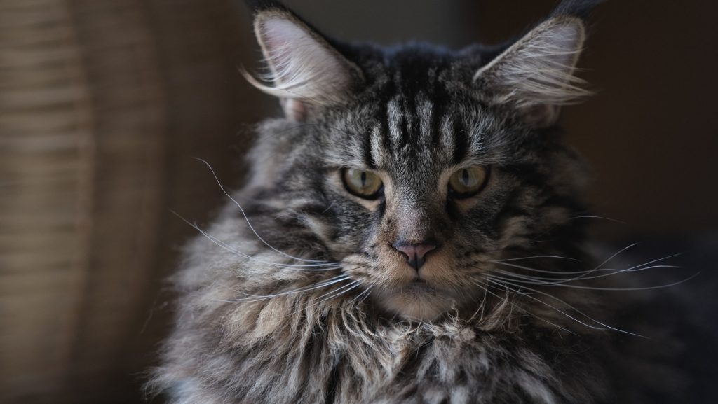 grey tabby maine coon