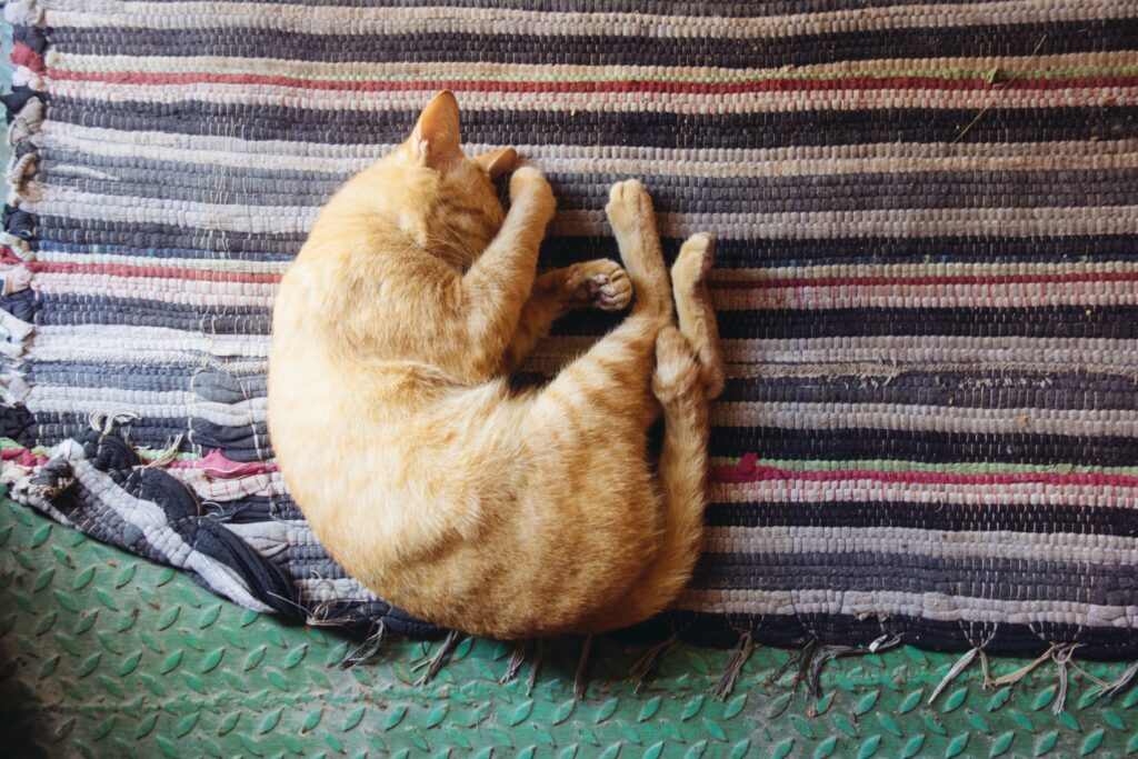 ginger cat sleeping with paws over face