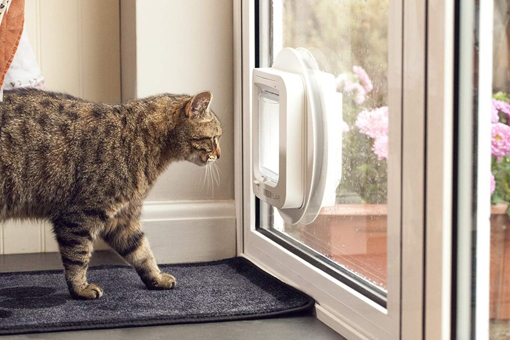 cat walking to a mircochip cat flap by sureflap