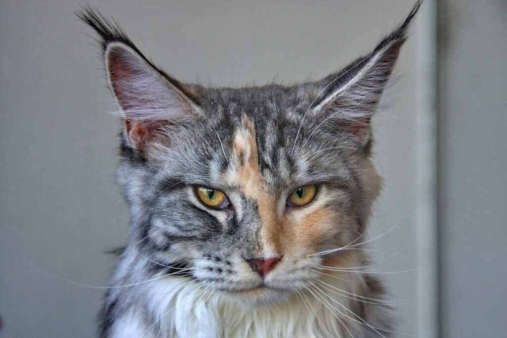 The price of a Maine Coon Cat ALL costs to be aware of (2023)
