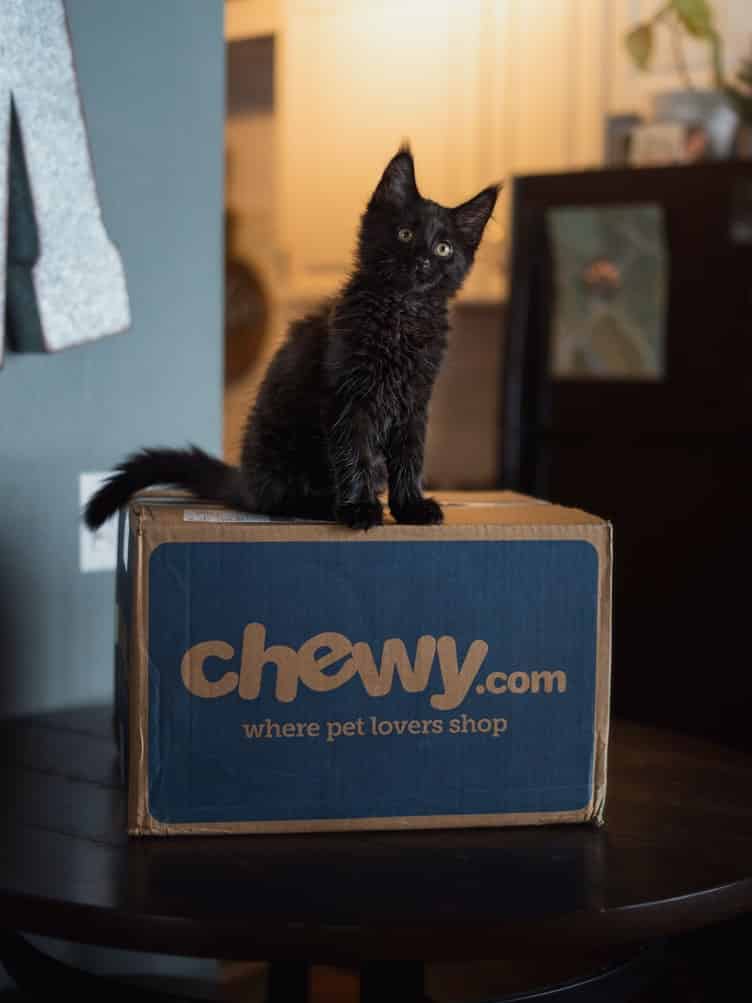 black maine coon kitten sitting on a box