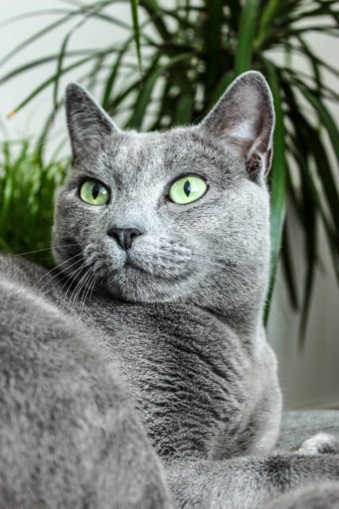 The price of a Russian Blue cat - How expensive are they?