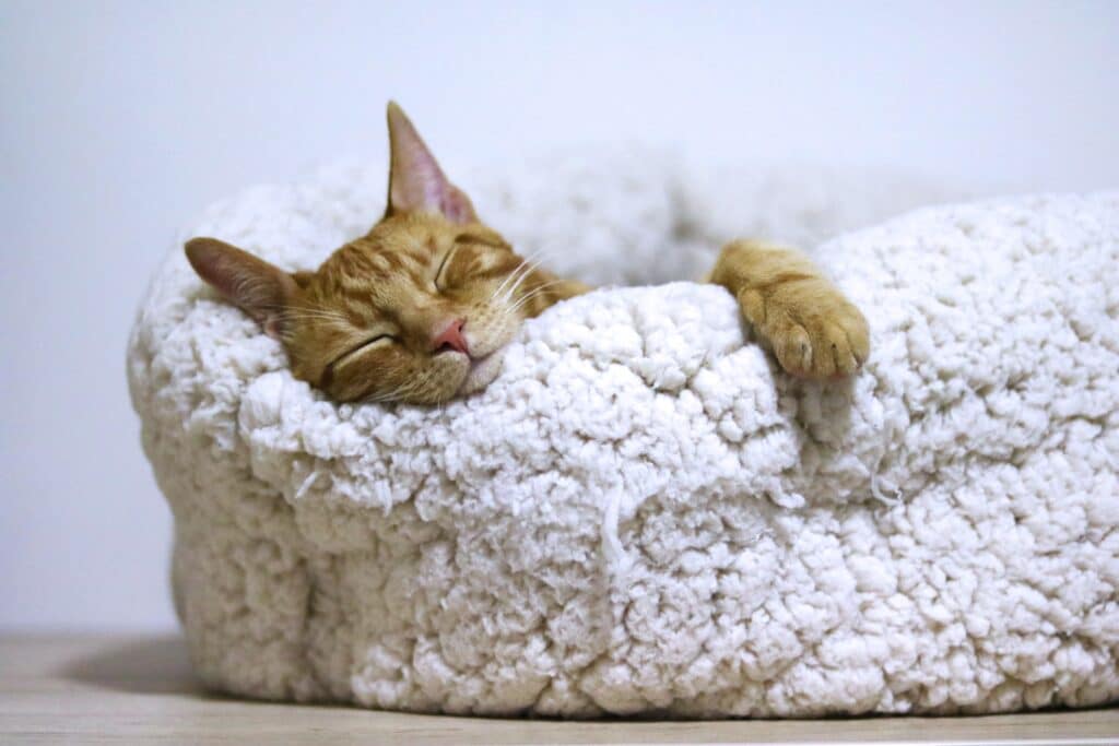 sleeping ginger cat