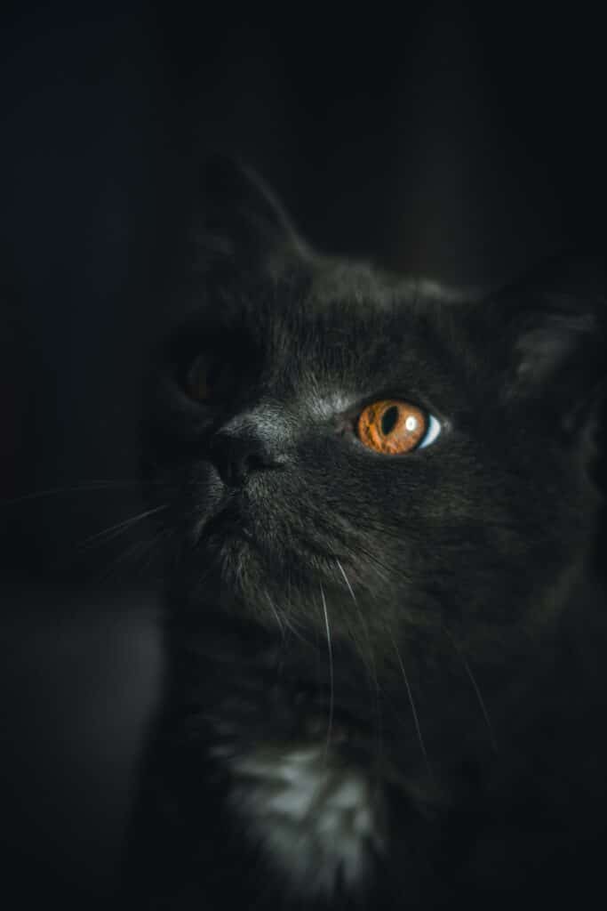 elegant black cat looking up with orange eyes.