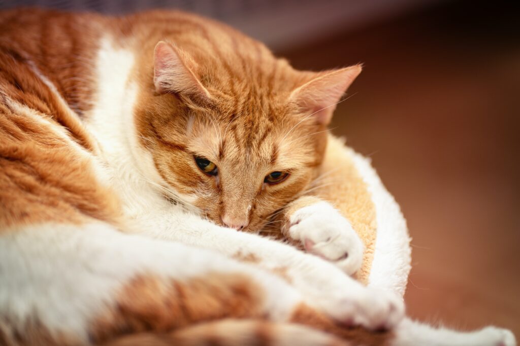 a curled up ginger and white cat in pain