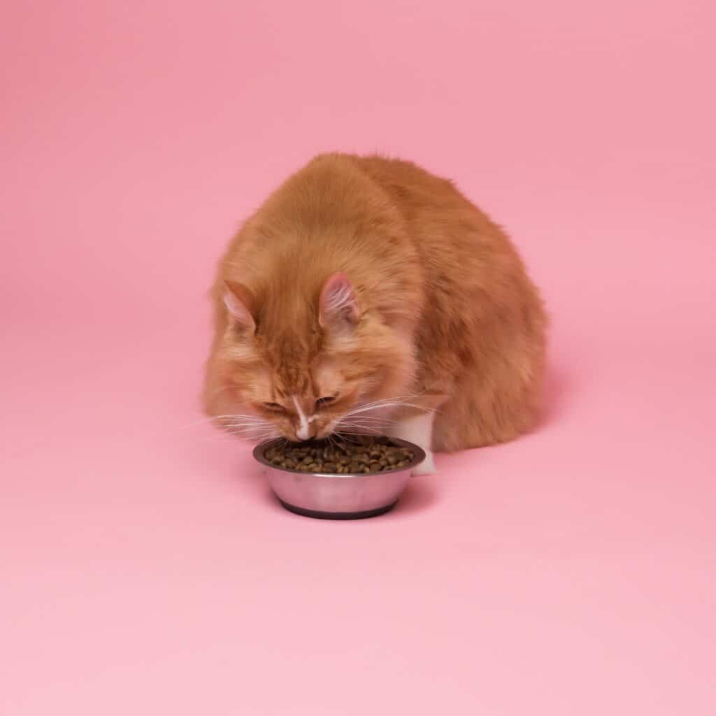 maine coon eating