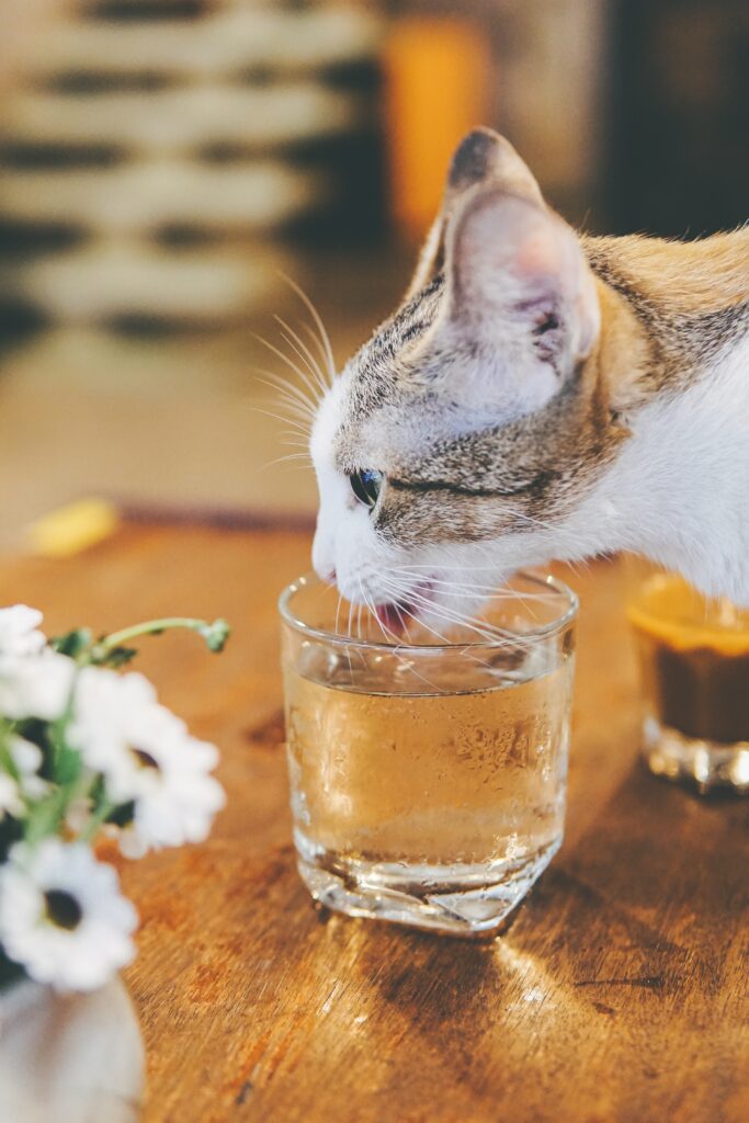 car drinking from pint glass