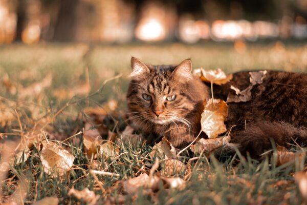 cat in autumn leaves