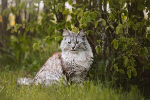 grey cat in nature