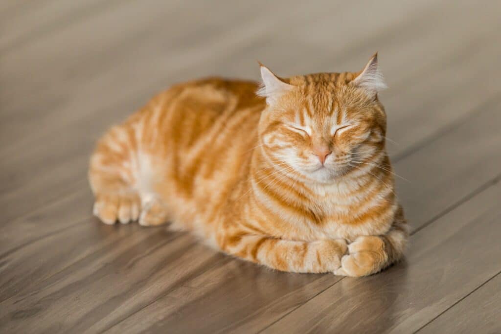 ginger cat sitting on wood floor